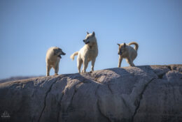Greenland (28/58)
